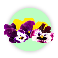 گلهای خوراکی و درمانی