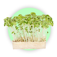 microgreens